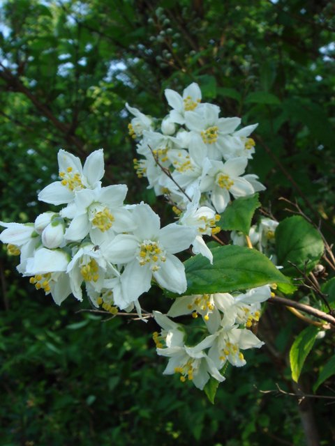 Deutzia scabra 'Macrocephala' fleur P2C